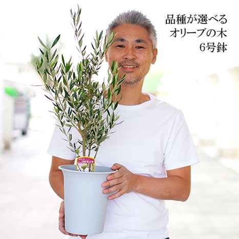 オリーブの木 6号鉢 シンボルツリー ※離島への配送不可 | 観葉植物 植物 グリーン オリーブの木 コロネイキ 室内 苗 鉢植え シンボルツリー ギフト 贈答 贈り物 プレゼント お中元 お歳暮 直