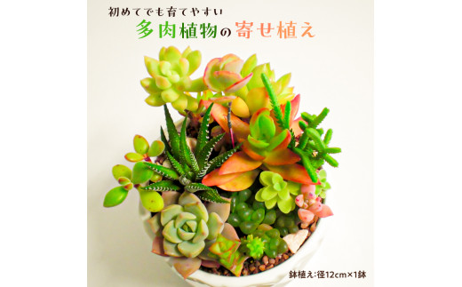 
多肉植物の寄せ植え mi0034-0001
