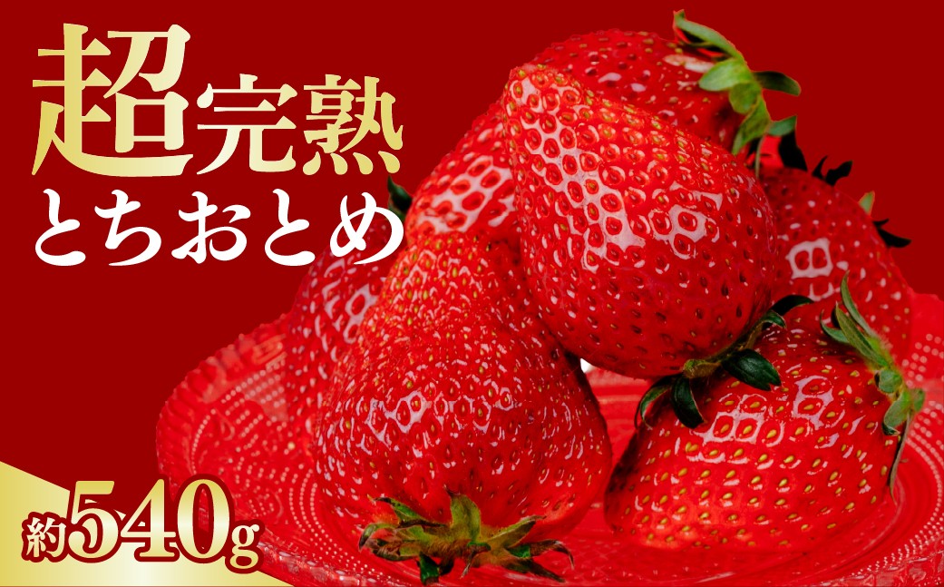 
                  【選べる発送月】いちご 選手権金賞農園の 厳選&完熟&朝摘み とちおとめ  レギュラーサイズ 約270g×2パック 合計約540g | いちご イチゴ 苺 とちおとめ 第2回いちご選手権金賞 ブランドいちご ストロベリー 完熟 甘い あまい 果物 フルーツ くだもの 旬 産地直送 栃木県産 鈴木ファーム 栃木県 茂木町
                