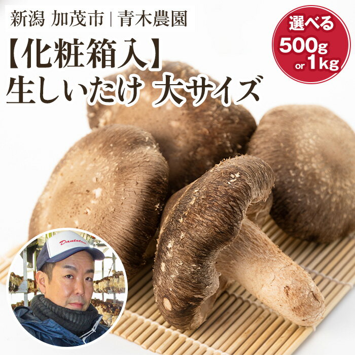 【ふるさと納税】【2025年先行予約】【化粧箱入】生しいたけ 大サイズ 選べる内容量「約500g」or「約1kg」《10月中旬から順次発送》 品評会で金賞受賞！ きのこ しいたけ 椎茸 特大 食べ応えある大きさ 肉厚で旨味たっぷり！ ギフト 加茂市 青木農園