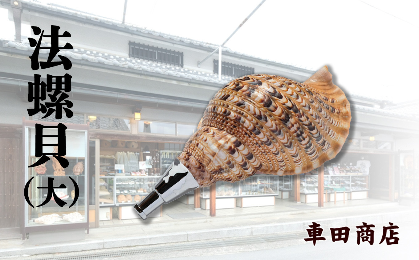 
                  楽器 法螺貝 大 奈良県吉野町/株式会社車田商店[BRBH003] ほら貝 ホラ貝 楽器 音楽 ほらがい 演奏 口金付き サウンド
                