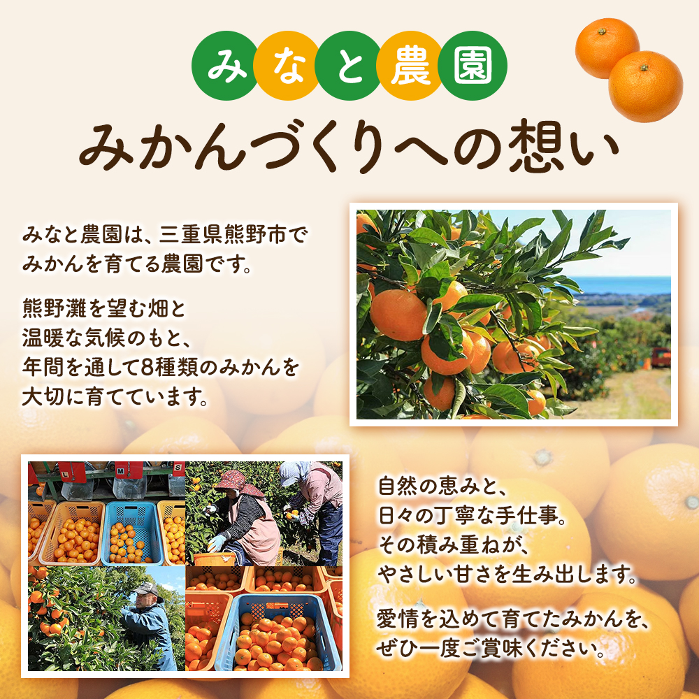 【数量限定】みなと農園の極早生温州みかん  約10kg 2S～Lサイズ混合 マルチ栽培 【2026年10月上旬頃〜順次発送】 みかん ミカン 蜜柑 温州みかん 温州ミカン 柑橘 フルーツ 果物 くだも