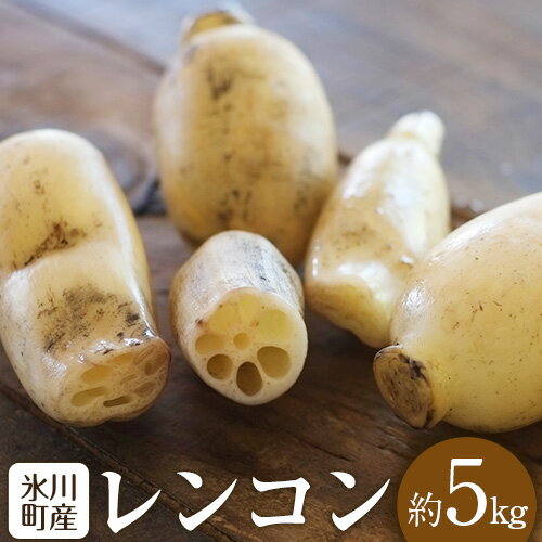 【ふるさと納税】レンコン 約5kg 熊本県氷川町産 道の駅竜北《11月下旬-3月末頃出荷》 蓮根 根菜 きんぴら 熊本県氷川町