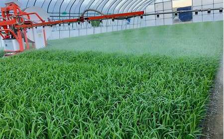 6-008-010　新米・増毛町産ななつぼし 5kg（10月～発送）【前野ファーム】