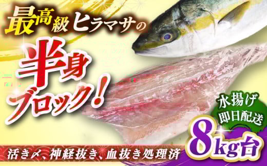 壱岐島産天然ヒラマサ（8キロ台・半身ブロック） 《壱岐市》【壱岐島　玄海屋】[JBS089] ヒラマサ 魚 刺身 煮物 カルパッチョ お寿司  67000 67000円