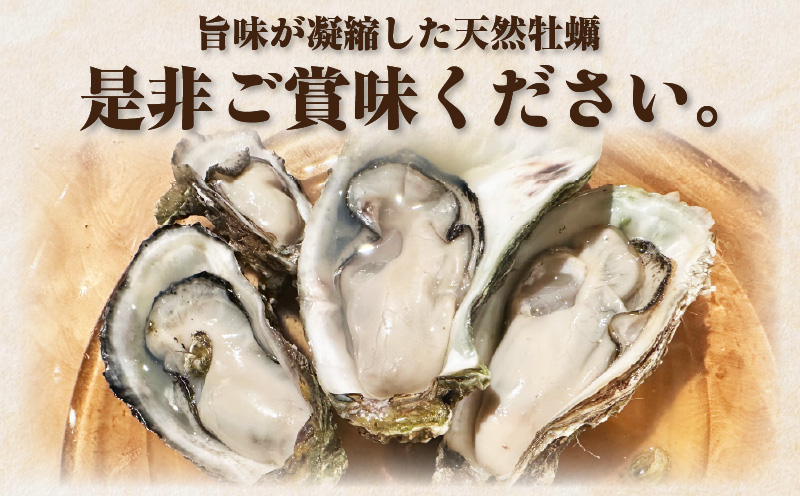 佐久島産天然真牡蠣　参州オイスター　1㎏・E029
