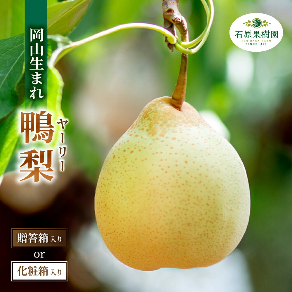 【ふるさと納税】 梨 ヤーリー梨 鴨梨 先行予約 2kg 3kg 4kg 贈答箱 赤秀 岡山県産 | 特選品 上級品 贈り物 御歳暮 果物 くだもの フルーツ 和梨 石原果樹園 贈答品 岡山県 真庭市