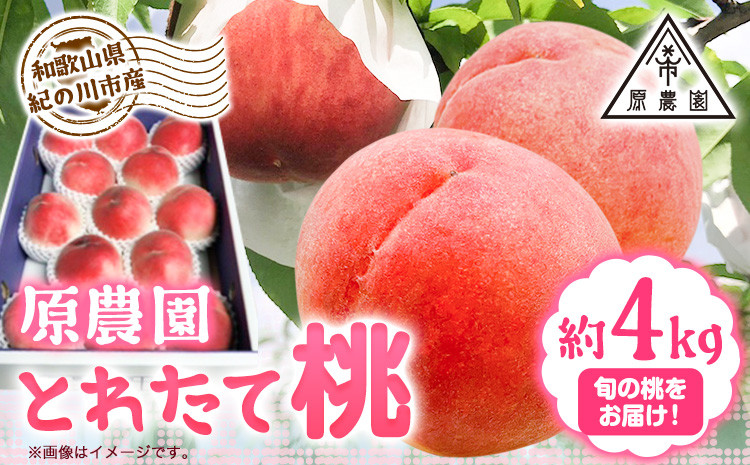
            とれたて桃 旬の桃をお届け 約4kg 原農園《2025年6月中旬-8月下旬頃より出荷予定》 和歌山県 紀の川市 果物 フルーツ 桃 もも モモ 日川白鳳 夏雄美 白鳳 なつっこ 滝の沢ゴールド つきあかり まどか 曙紅 川中島白桃 旬
          