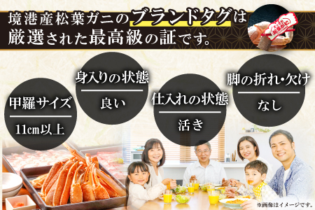 【活き】タグ付き松葉ガニ　中　2枚【松葉ガニ 松葉がに 松葉蟹 まつばがに かに カニ 冷蔵 チルド ブランド ズワイガニ 活き お祝い 冬 国産 季節限定 お取り寄せ 鳥取県 日吉津村 日本海】
