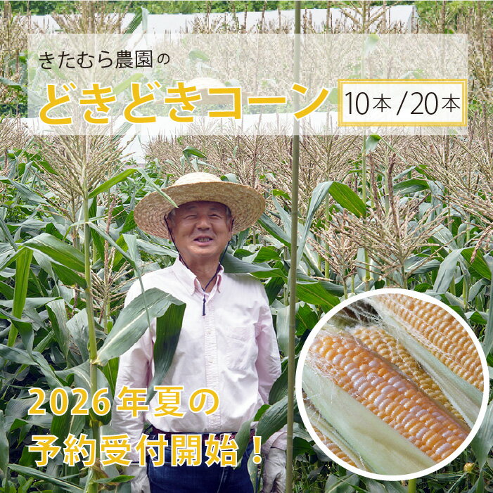 【ふるさと納税】『きたむら農園のどきどきコーン』10本セット/ 20本セット　2026年夏の予約受付開始！ 信濃町名産 朝採れとうもろこし／スイートコーンの定番品種、 令和8年7月下旬～8月下旬に随時出荷【長野県信濃町】