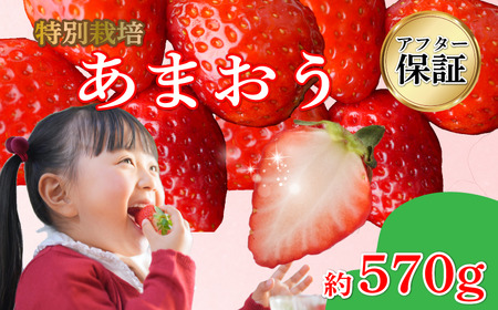【2027年1月発送】 訳あり 福岡県産 あまおう 約285g×2P 約570g いちご 苺 イチゴ 期間限定 ULU