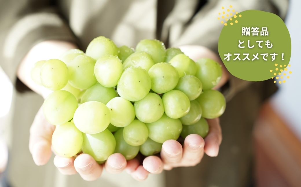 【先行予約】農家直送【糖度18度以上】シャインマスカット（1房500g）皮ごと食べられる 種無しぶどう 甘い ぶどう 果物 贈答品 ギフト 新潟県 出雲崎町