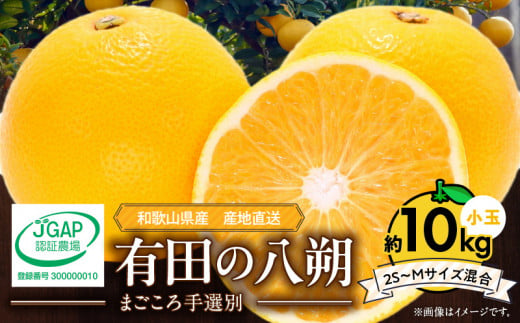 【2027年先行予約】和歌山県産 有田の 八朔 (はっさく) 約10kg 小玉 【2S～Mサイズ混合】まごころ手選別 _ZE6154n