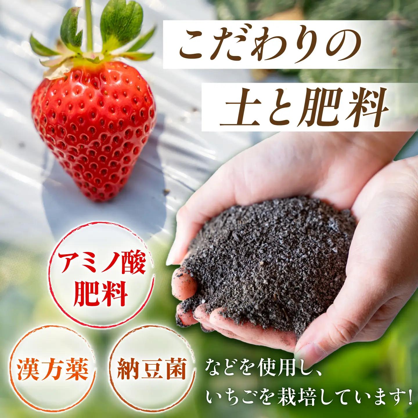 【先行予約】 いちご 恋みのり 約540g(約270g/6~11粒×2p)産地直送こば農園 熊本苺イチゴフルーツZFO001