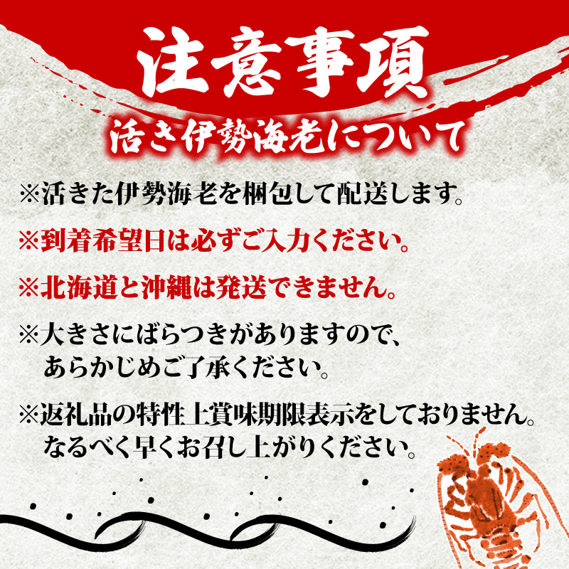 活 伊勢海老 1kg 前後 3尾 ～ 5尾  志摩 天然 伊勢志摩 えび エビ 三重県 海老 活き 刺身 BBQ バーベキュー 味噌汁