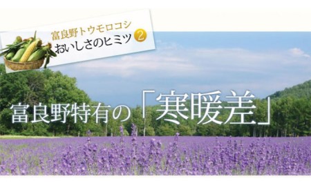 【2024年8月～発送】トウモロコシ 2種類セット 10本入 生で食べれる ピュアホワイト＆恵味 北海道 富良野市 (スイートベジタブルファクトリー) とうもろこし とうきび コーン 野菜 新鮮 甘い