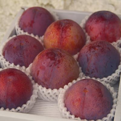 ふるさと納税 南アルプス市 【2025年先行受付】南アルプス市産　すもも『大玉貴陽』約1.8kg(7〜10玉) |  | 03