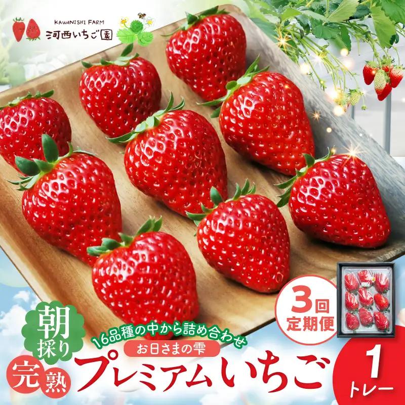 【定期便】お日さまの雫 完熟朝採りプレミアムいちご1トレー　３か月定期便 AM-00019T