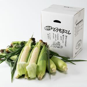 【2026年先行予約】白いとうもろこしピュアホワイト 8本 2.4kg（2026年8月下旬から発送開始予定）とうもろこし _04559