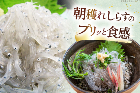 生しらす 160ｇｘ2パック と沖漬け 100g × 2パック 計520g 食べ比べ 小分け セット
