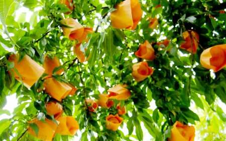 もっとも旬な桃をお届け 岡山の桃 3.6キロ【2026年6月下旬～9月下旬まで順次発送予定】【桃 人気フルーツ 人気桃 おすすめフルーツ 岡山桃 岡山フルーツ 岡山県 倉敷市】