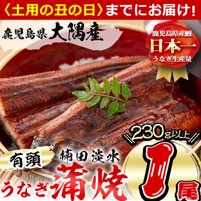 楠田の極うなぎ 蒲焼き 1尾(230g以上) 食べ応えのある大きな肉厚鰻