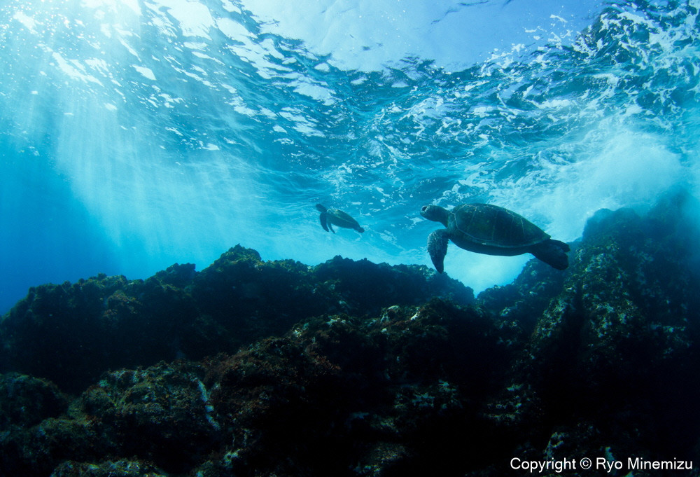 Breaking waves of turtles（A3W）お届けするパネルの写真です