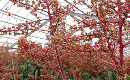 【2024年発送】ミツバチの受粉で育てた喜久川さんの完熟マンゴー1kg ◆秀品◆