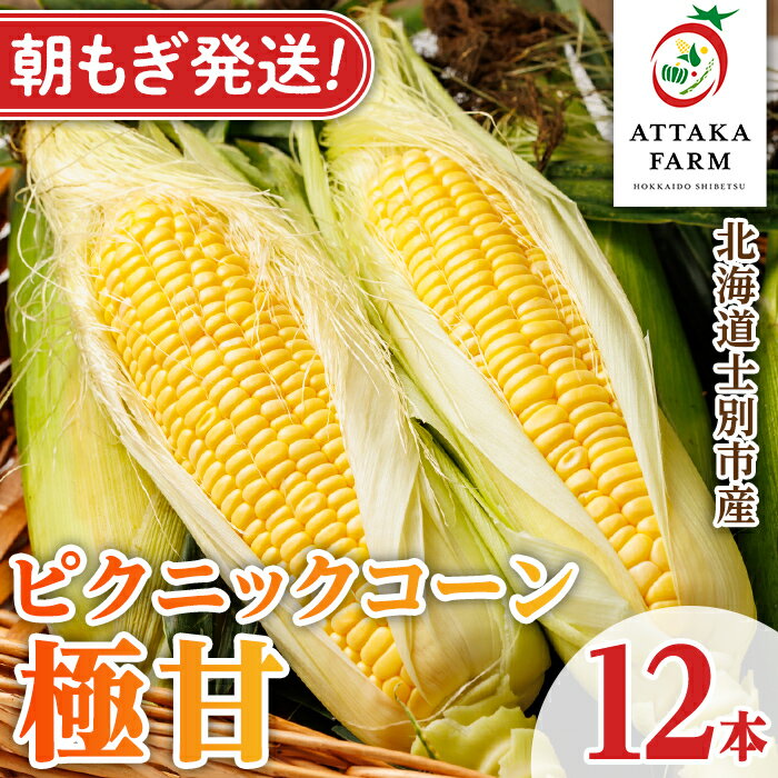 【ふるさと納税】《先行予約受付中》北海道 士別市産 極甘 ピクニックコーン (12本) 【2026年8月以降順次発送】とうもろこし トウモロコシ とうきび コーン野菜 新鮮 産地直送 甘い 北海道 北海道産 国産 旬 【あったかふぁーむ】