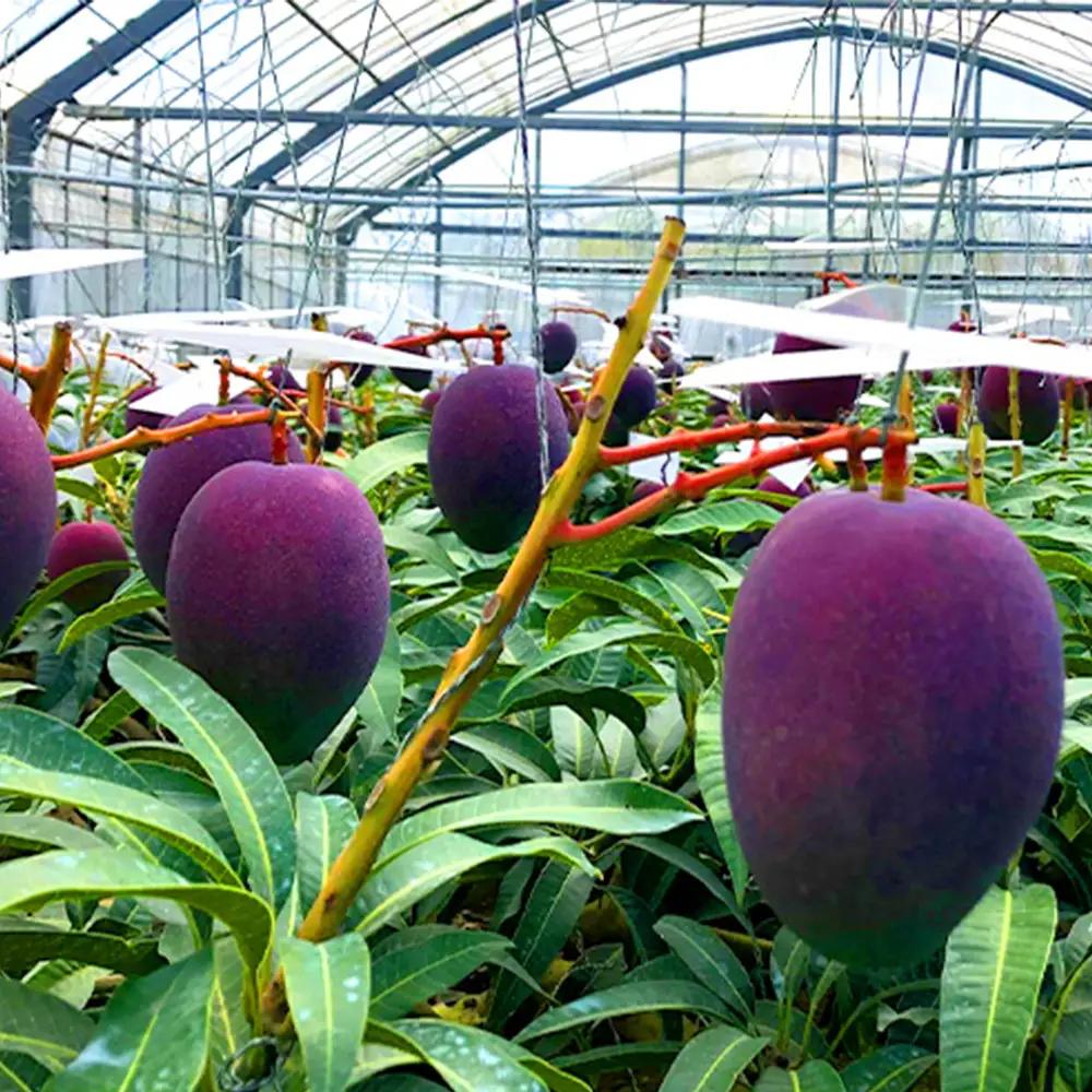 2026年発送【沖縄やんばる産】約2kg　家庭で楽しむアップルマンゴー （Ms mango farm） 南国 南国フルーツ 先行予約 期間限定 沖縄 甘味 糖度 フルーツ 果物 果実 プレゼント ギフ