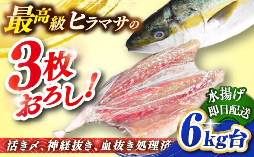 壱岐島産天然ヒラマサ（6キロ台・三枚おろし） 《壱岐市》【壱岐島　玄海屋】[JBS079] ヒラマサ 魚 刺身 煮物 カルパッチョ お寿司  81000 81000円 8万円
