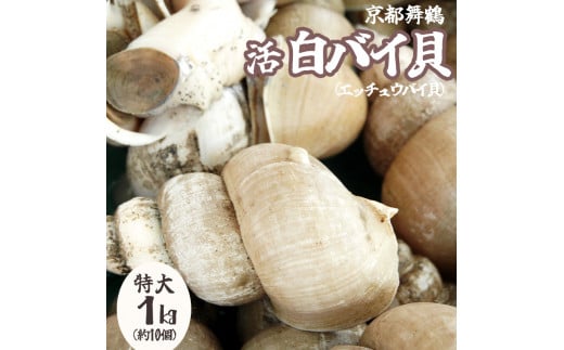 活き 白バイ貝 特大 1kg 約 10個 1キロ 刺身用 エッチョウバイ貝 海産物 海鮮 京都 舞鶴 白ばい貝