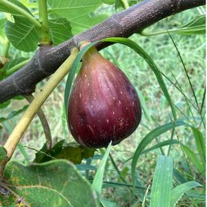 いちじくジャム 160g