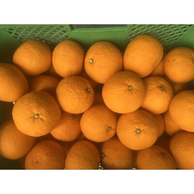 【2026年4月より順次発送】森本農園の甘夏みかん 　贈答用　5kg【1625825】