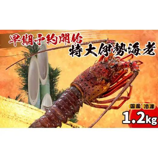 【伊勢海老】 【年末予約配送･31日着】特大伊勢海老 2匹