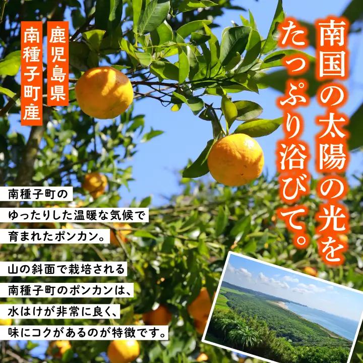 《 先行予約 》種子島産 ポンカン 約10kg （約60玉）【12月中旬頃～1月中旬頃順次発送 】【南種子町果樹部会】