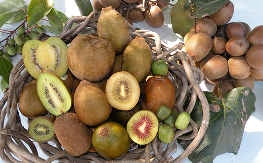 掛川産 カラフルキウイ 5種・15個～18個セット:キウイフルーツカントリーJapan　5887【配送不可地域：離島・北海道・沖縄県・四国・九州】