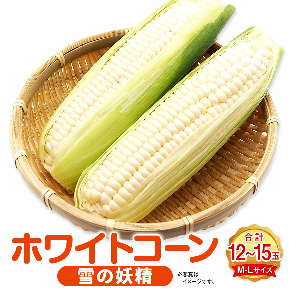 【ふるさと納税】ホワイトコーン（雪の妖精）M・Lサイズ12～15本入り 野菜 やさい とうもろこし 北海道 浦臼町 送料無料【2025年8月上旬～2025年8月下旬迄発送予定】