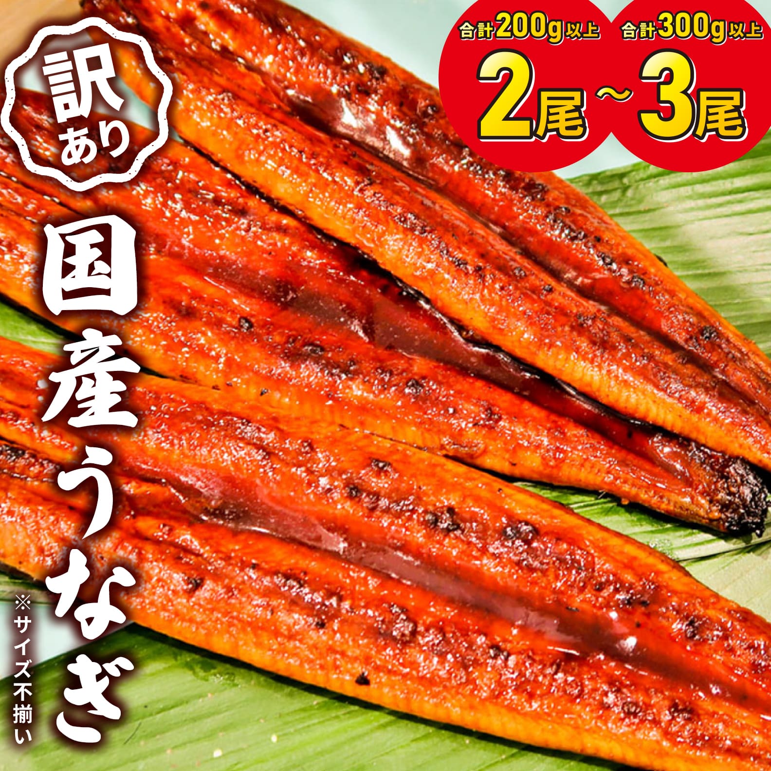 さかい河岸水産の国産うなぎ 3尾(300g以上) 訳あり サイズ不揃い