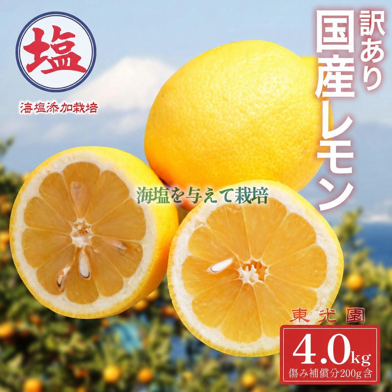 【ふるさと納税】 国産 レモン 計 4kg 海塩を与えて栽培 国産レモン れもん 国産 檸檬 予約受付 3月上中旬 順次発送 訳あり 傷み補償分 200g 含む 檸檬 柑橘 果物 フルーツ 沼津 市 静岡県