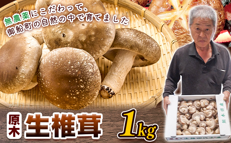 しいたけ 椎茸 生椎茸 1kg 荒木農産《出荷時期をお選びください》熊本 御船 原木椎茸 送料無料