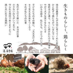 【蓮ヶ峯農場】京都奥丹波 純国産鶏もみじの 平飼いたまご 24個 【 国産 平飼い卵 非遺伝子組み換え 自家配合 たまご タマゴ 卵 平飼い 卵 純国産鶏 もみじの平飼い卵 京都奥丹波 綾部 京都 】