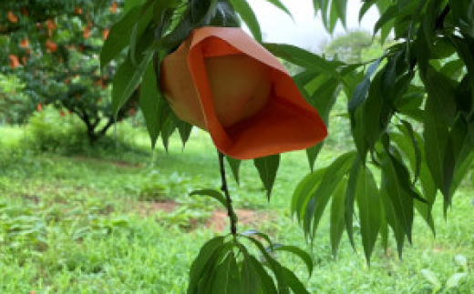 【先行予約・2025年7月下旬頃発送】とろける果肉とたっぷり果汁の岡山の白桃・清水白桃(2kg箱)【配送不可地域：離島】