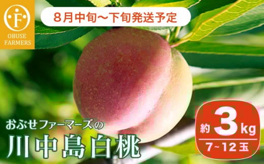 川中島白桃 約3kg 7～12玉 ［おぶせファーマーズ］桃 もも モモ フルーツ 果物 クール便 冷蔵便 長野県産 信州産 期間限定 数量限定 先行予約 2025 令和7年産【2025年8月中旬〜下旬発送】 ［F-19］