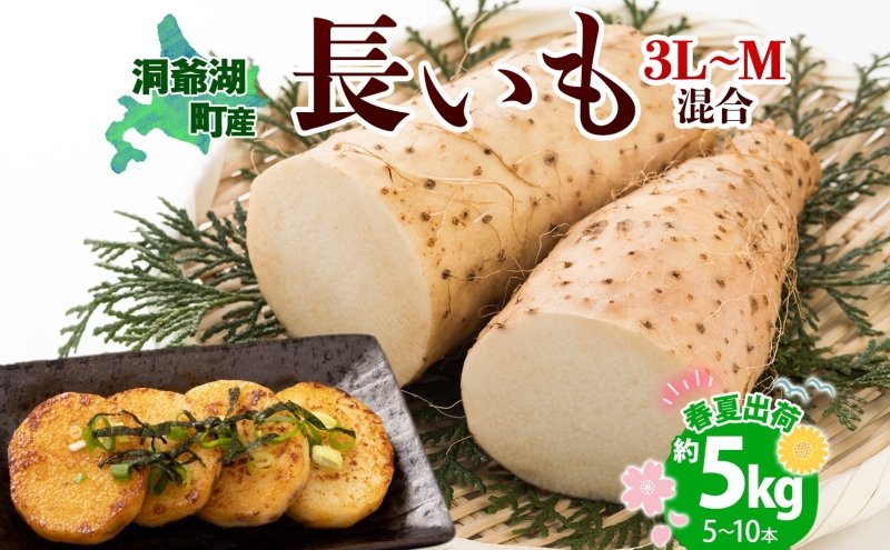 北海道産 長いも 春夏出荷 約5kg 2025年5月上旬～7月下旬頃お届け 長芋 ながいも とろろ 農作物 野菜 新鮮 根菜  山かけ 産地直送 お取り寄せ 送料無料 冷蔵 北海道 洞爺湖町