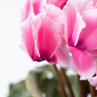 ふるさと納税 朝日町 過去に農林水産大臣賞等複数受賞…シクラメン　フリルピンク　6号鉢(直径18cm)底面給水鉢 |  | 01