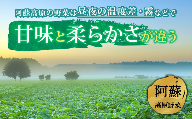 【定期便 全6回】<畑から直送>季節のお野菜セット XLサイズ  野菜 10〜12品  詰め合わせ 新鮮 減農薬 高原 旬 産地直送 採れたて 甘い 美味しい 人気 安心 安全 熊本県 阿蘇市