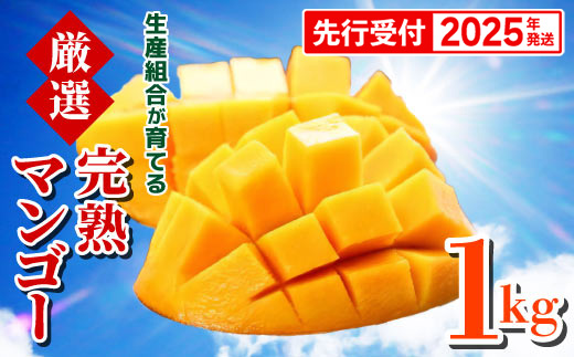 【先行受付】【2025年発送】生産組合が育てる厳選完熟マンゴー約1kg