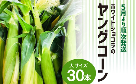 【2026年5月より順次発送】ホワイトショコラのヤングコーン 大サイズ30本_ヤングコーン 大サイズ 30本 ホワイトショコラ 新鮮 皮付き 朝採れ 農家直送 甘み ひげ 薄皮 食べられる 美味しい オーブン トースター おつまみ サラダ バター醤油 冷蔵 コーン とうもろこし 野菜 お取り寄せ お取り寄せグルメ 福岡県 久留米市 送料無料 〔Gv038〕