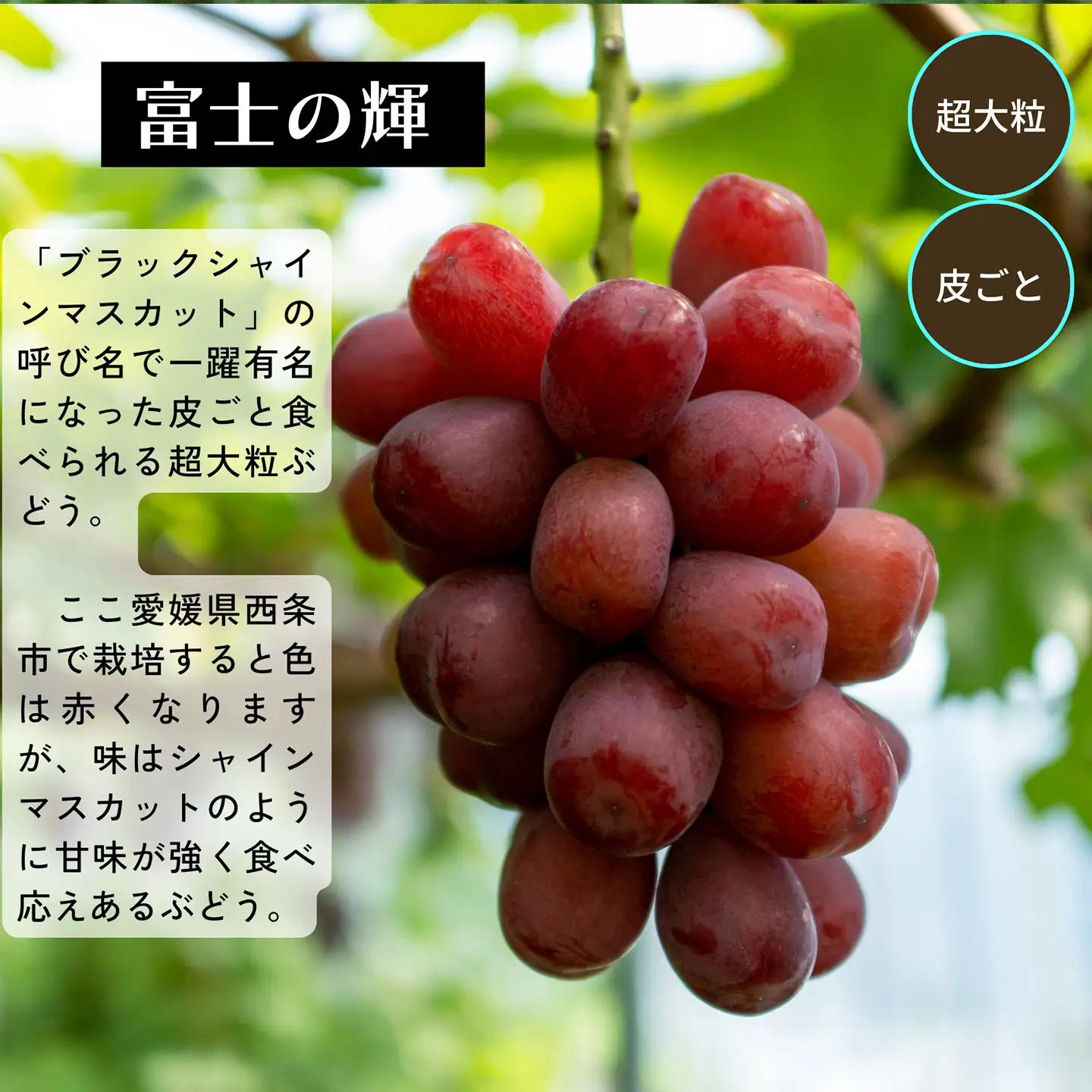 ぶどう 富士の輝（ふじのかがやき）1房 約800g【9月発送】秋ぶどう